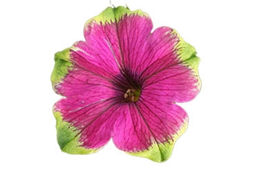 Petunia Pitaya.jpg